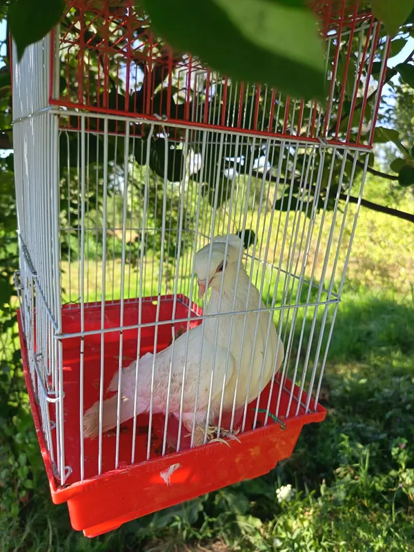 Kabutarlar sotiladi. 3 dona 3 Kabutarlar sotiladi. 3 dona 3