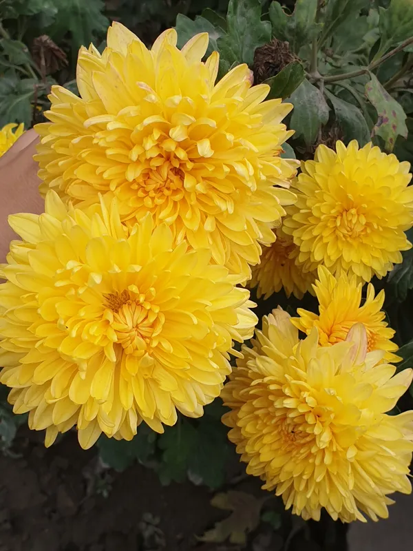romashka gul rangi sariq 3