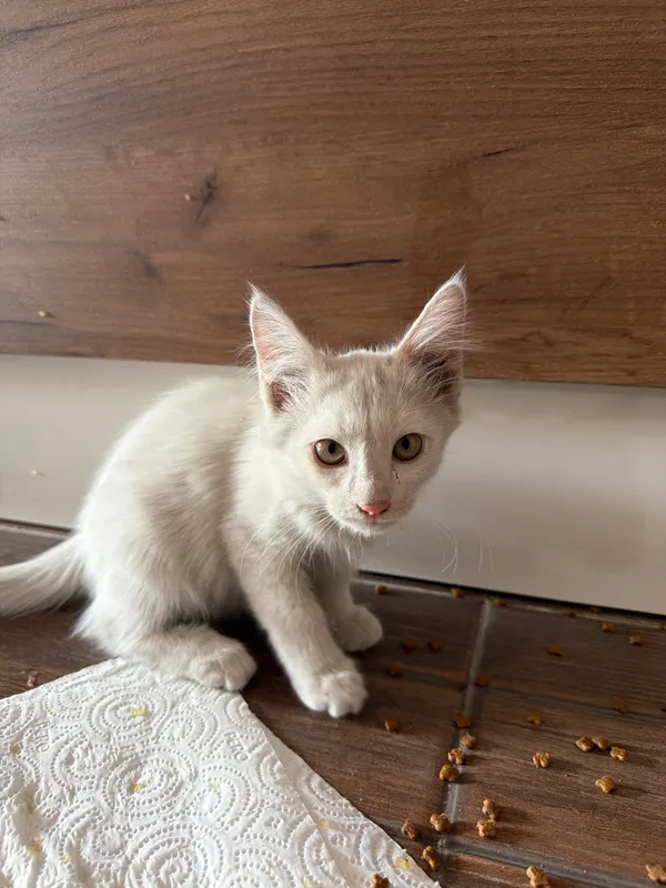 Котята 1-2 месяцев ищут хорошего хозяина 3 Котята 1-2 месяцев ищут хорошего хозяина 3