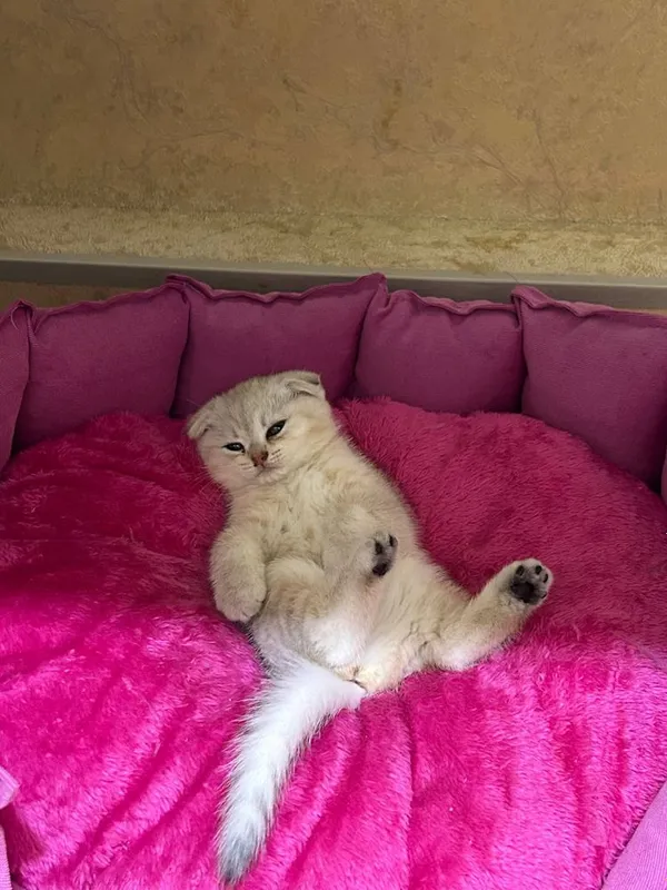 Породистые котята 2 Породистые котята 2