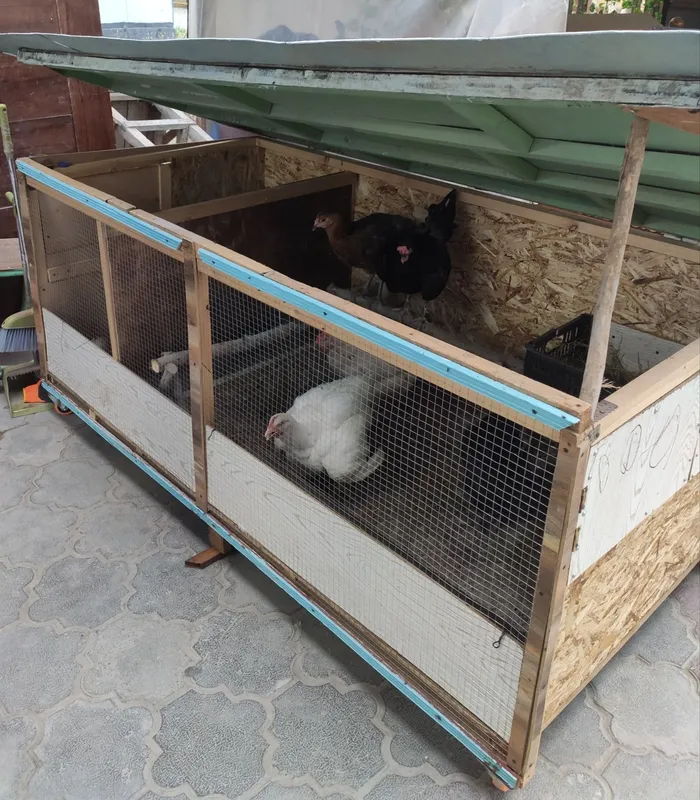 Tovuq katak balonli. Damawni tovuq va jojalari bilan.