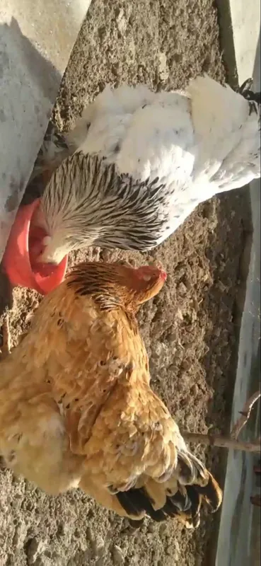 Bramala Sotiladi Xoroz svetli Tovuq Palviy soglom Manzil Toshken Shaha 1 Bramala Sotiladi Xoroz svetli Tovuq Palviy soglom Manzil Toshken Shaha 1