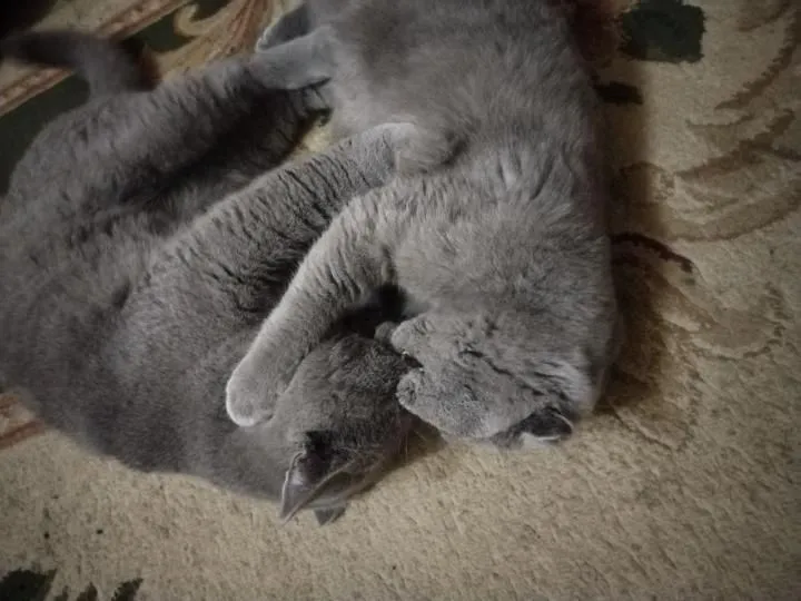 котята торг есть срочно 1 котята торг есть срочно 1