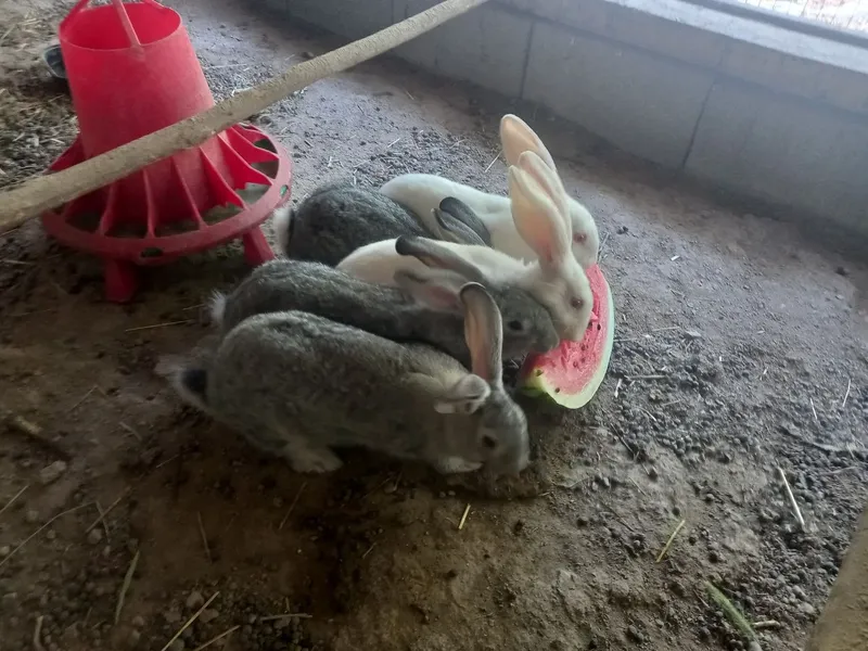 Quyonlar sotiladi 2 Quyonlar sotiladi 2