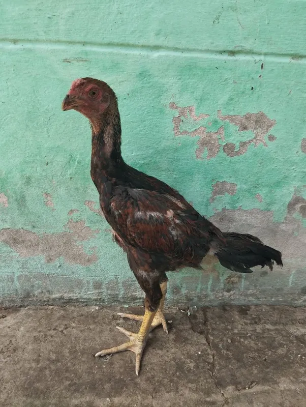Dakan jojalari bor 2 Dakan jojalari bor 2