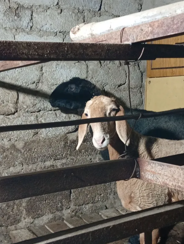 qoy 2ta urgʻochi koʻtasi 3ta tuqqan qorasi mesniy — фото 2 qoy 2ta urgʻochi koʻtasi 3ta tuqqan qorasi mesniy — фото 2
