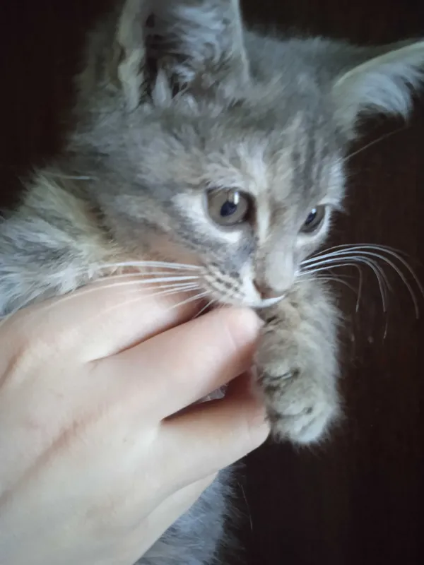 Пушистый серый котёнок девочка, 2 месяца. — фото 1 Пушистый серый котёнок девочка, 2 месяца. — фото 1