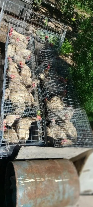Продаётся кури в месте клеткой 4 Продаётся кури в месте клеткой 4