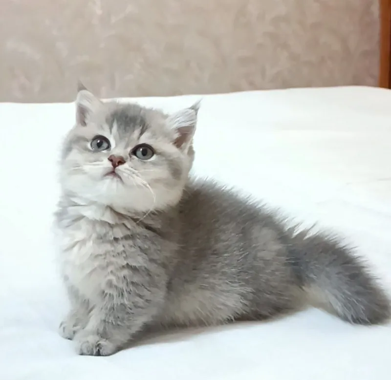 Продаётся Манчкин девочка