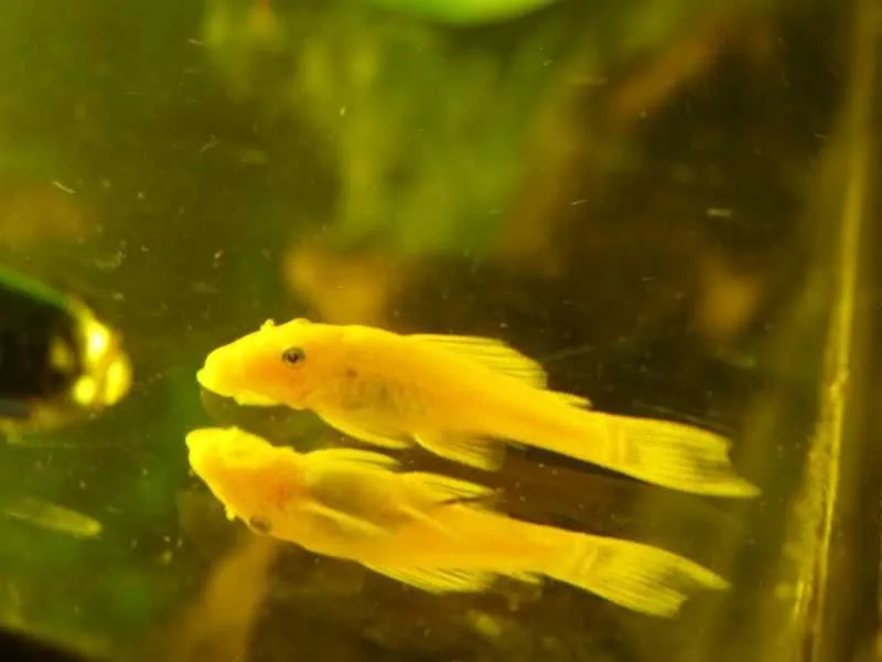 Ancistrus somi, akvarium uchun baliq 1 Ancistrus somi, akvarium uchun baliq 1