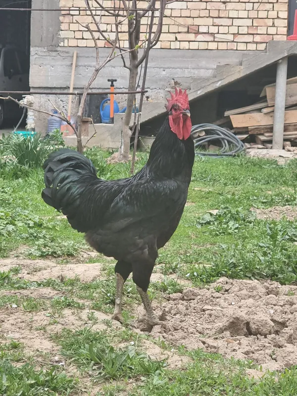 Gigant Qora Shaxzoda — фото 1
