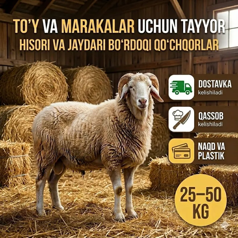 Qurbonlik qo'chqorlari Buxoro