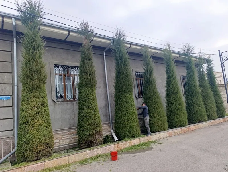 Archa kesish xizmati va gazon ekish 1 Archa kesish xizmati va gazon ekish 1