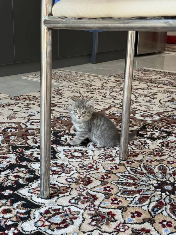 Mushuk sotiladi 2 oylik 1 Mushuk sotiladi 2 oylik 1