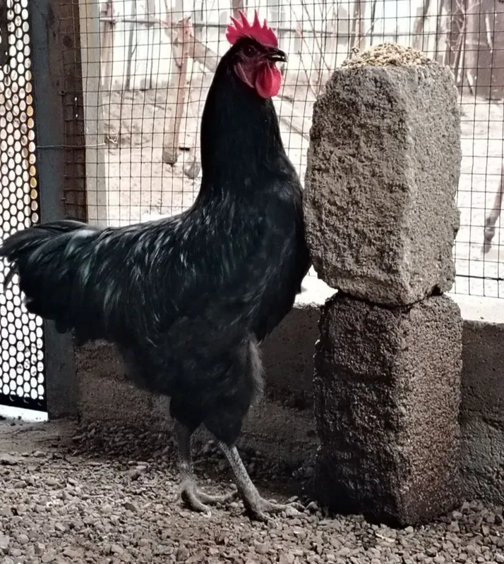 Gigant Qora Shaxzoda tovuqlari sotiladi