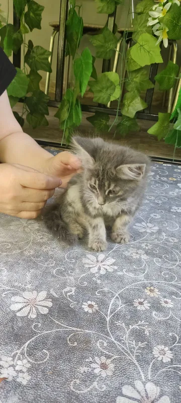Котенок мальчик пушистый — фото 2