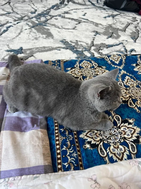 Шотландский страйт, котёнок 2