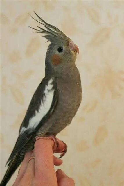 Продам ручных выкормышей корелл — фото 3