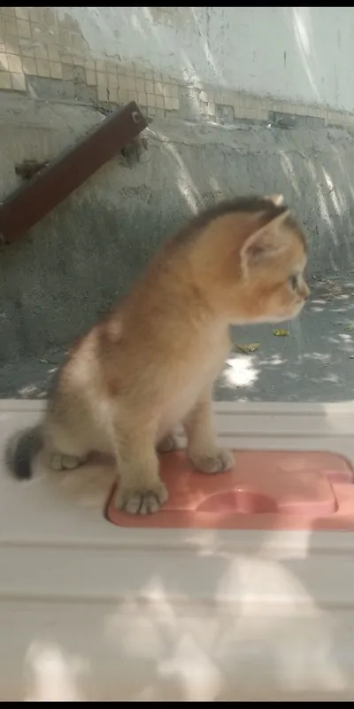Продаются котята 3 Продаются котята 3