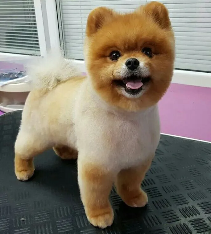 Стрижка собак мелких пород бережно и любовью 🐾✂️ — фото 3
