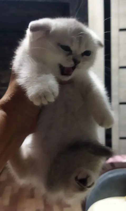 продажа шотланских котят 1