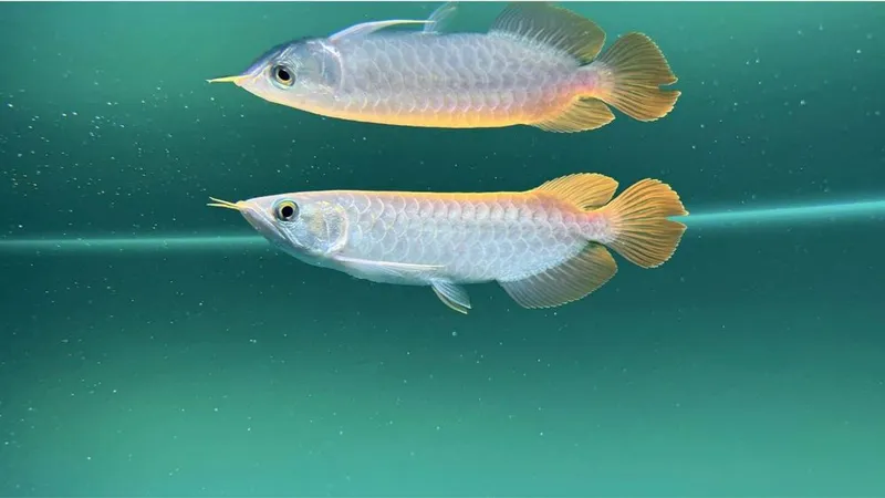 Aravana Super Red (Arovana, Arowana, Аравана) — фото 1