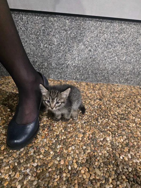 Котенок в добрые руки — фото 1