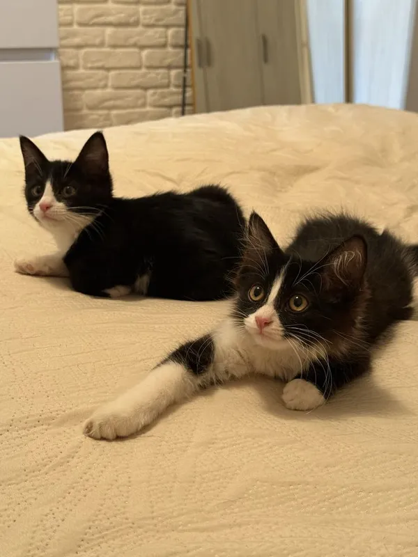 Срочно отдаются котята в добрые руки! 3 Срочно отдаются котята в добрые руки! 3