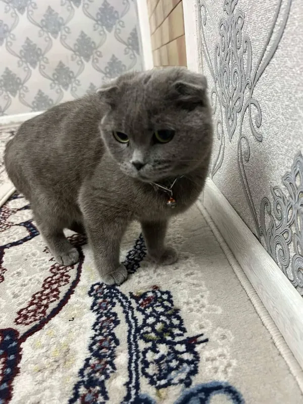 Ласковый кот 1 Ласковый кот 1