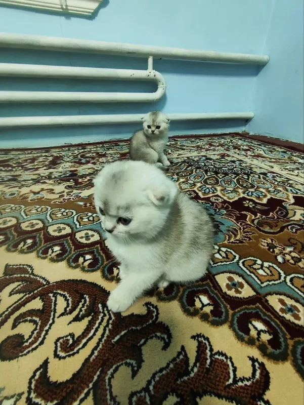 Продаются котята срочно срочно — фото 1