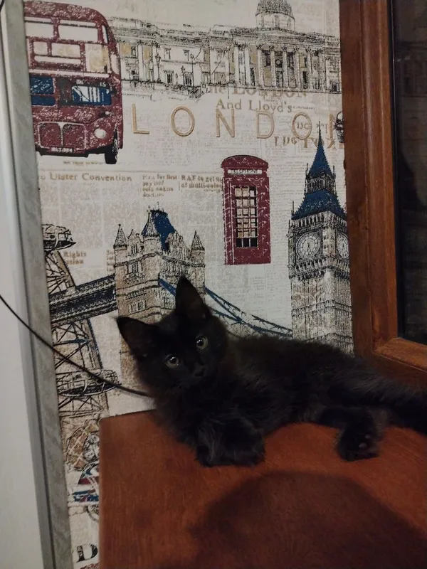Котёнок к добрым рукам. mushuk bolasi yaxshi qo'llarga. 2 Котёнок к добрым рукам. mushuk bolasi yaxshi qo'llarga. 2