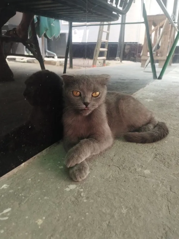 Скоттиш фолд сотилади 3