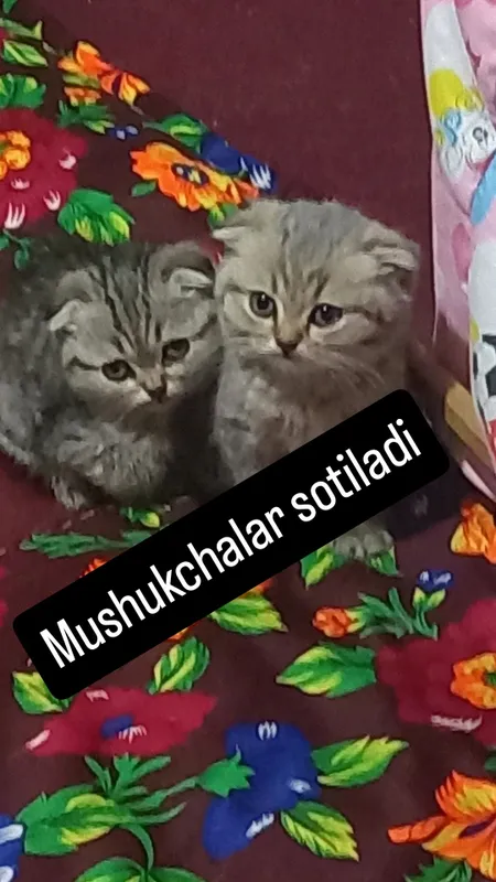 Продаются котята и мама: 3 котёнка, 2 месяца 2 Продаются котята и мама: 3 котёнка, 2 месяца 2