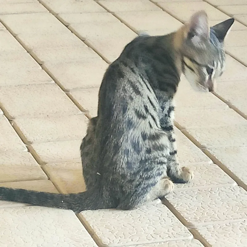 Котёнок в хорошие руки — фото 2