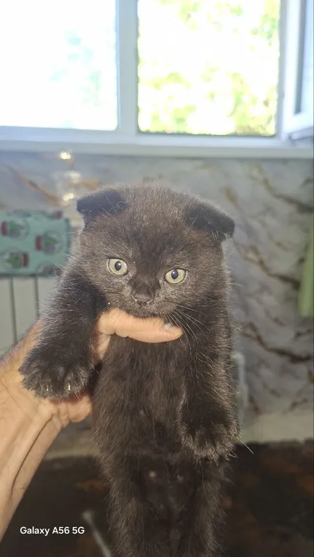 Котята шотландские веслоухие — фото 6