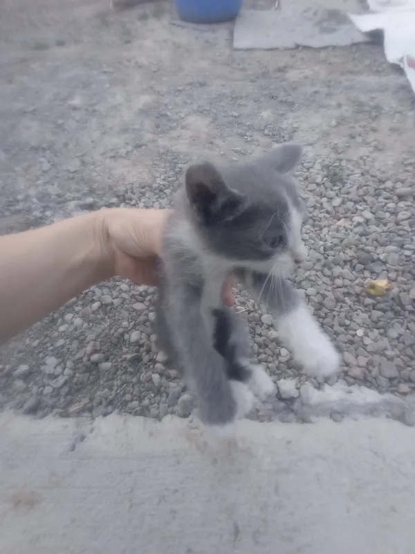 кошка