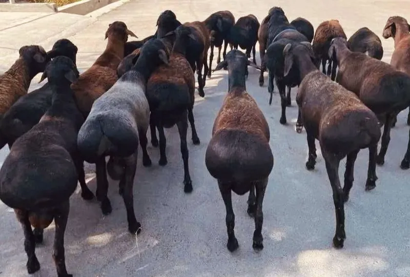 Qassob servis xizmati,eng zoʻrlari bizda shoshilin