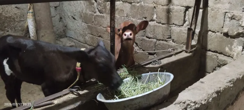 Ona bola sigir sotiladi 4 Ona bola sigir sotiladi 4