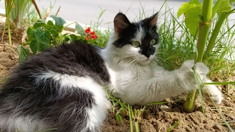 Котенок в добрые руки 1 Котенок в добрые руки 1