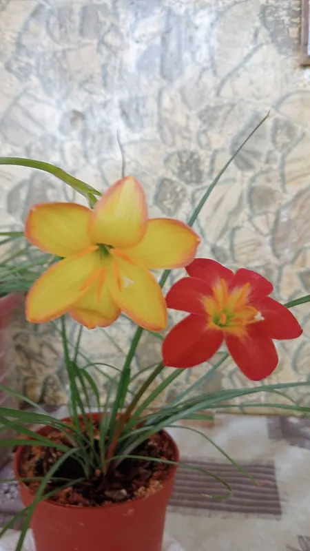 Крупные луковицы зефирантеса.