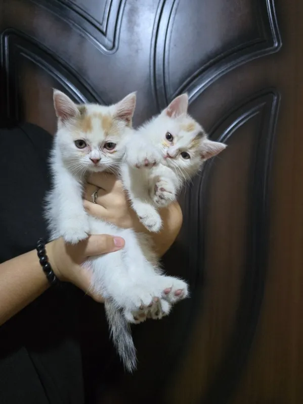 Продам котят 2месяца 1