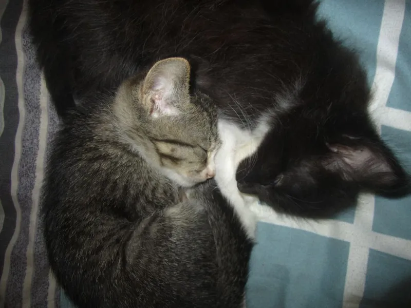 Котетя 2штук 2 месячные 2