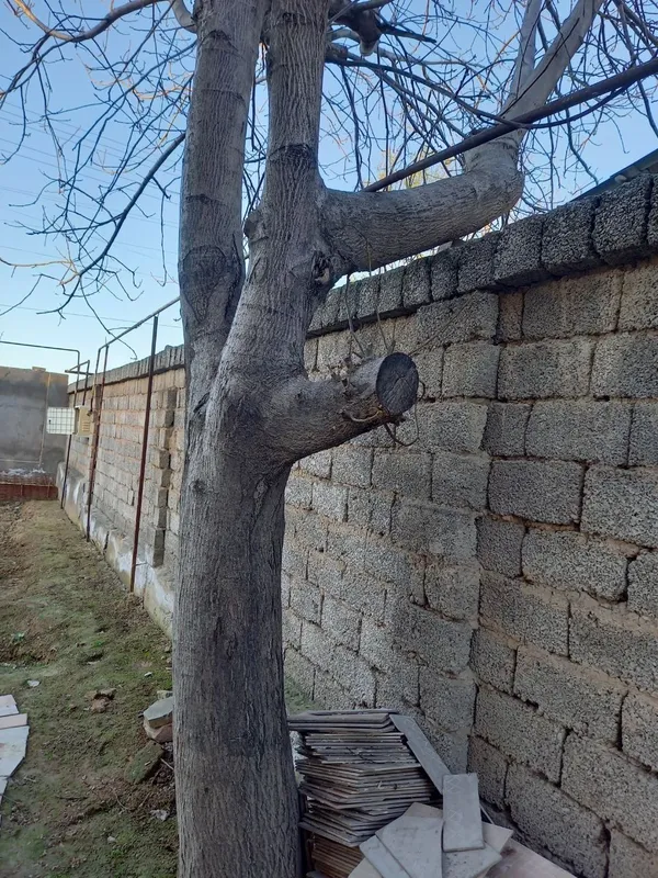 Йонгок дарахти дерево 1