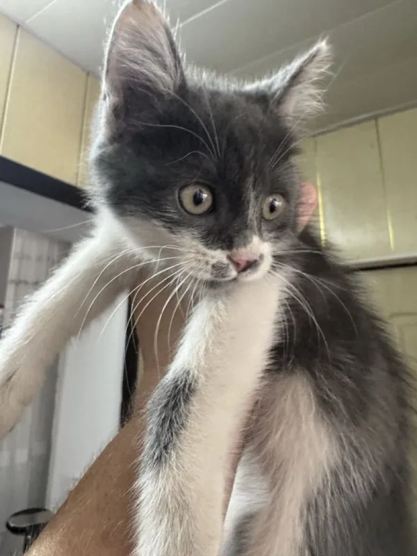 Отдам котенка мальчик 2 Отдам котенка мальчик 2