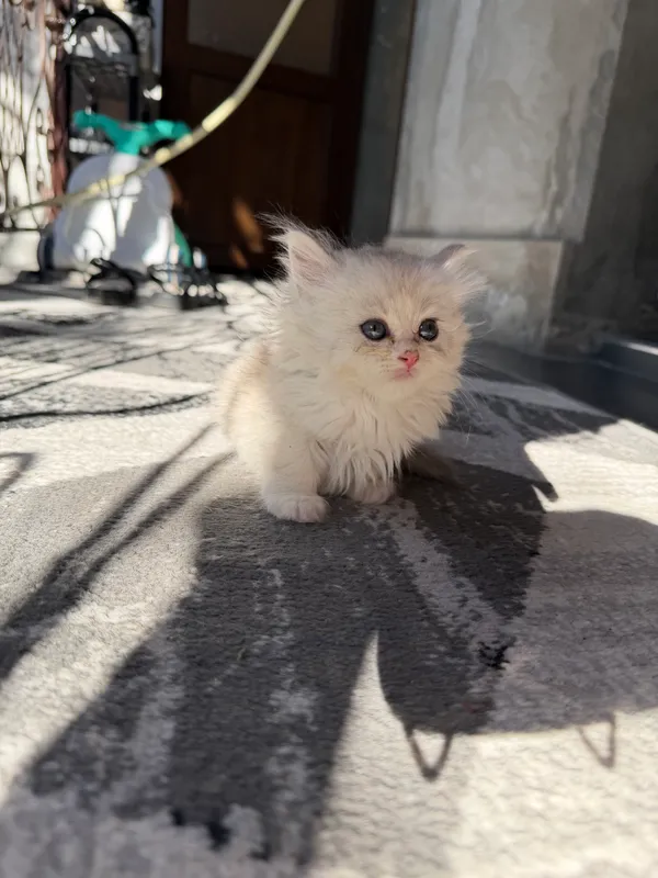 Шиншила мушук болалари