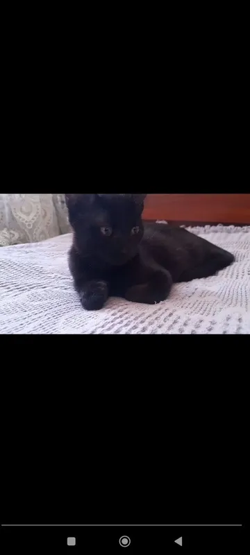 3 ta mushuk hadyaga beriladi 1