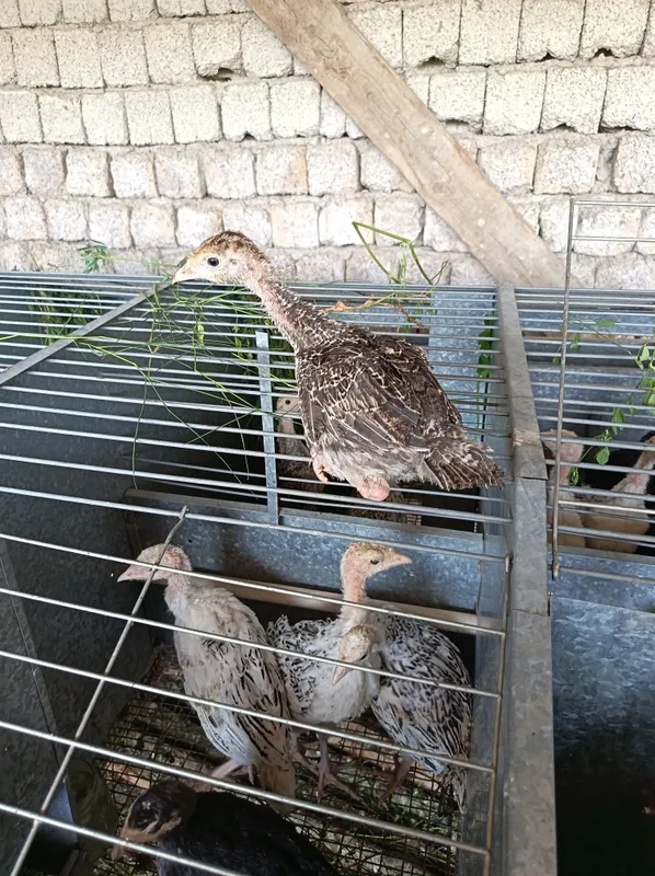 Kurka jojalari bor 1 oylikdan oshgan 135 mingdan
