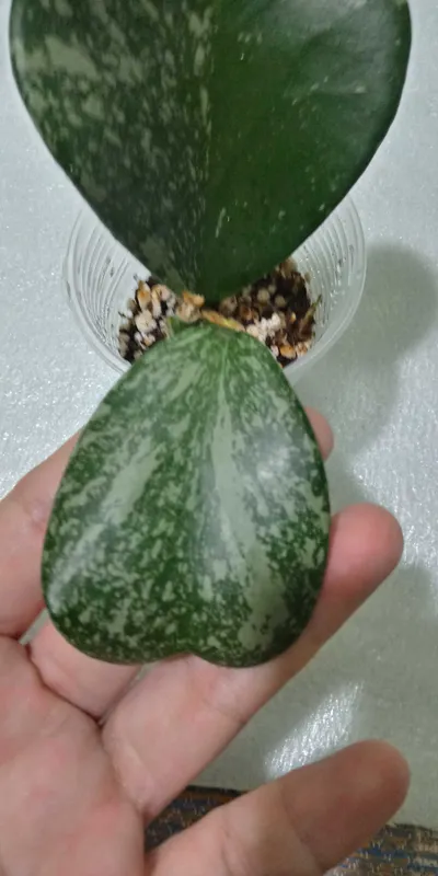 Хойя керри сплеш
