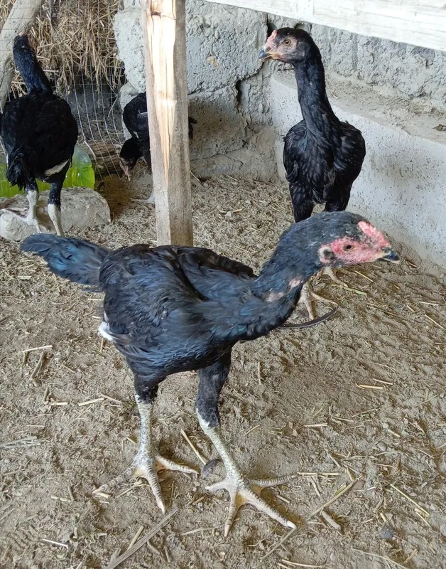 Ганой корея жужалар 2