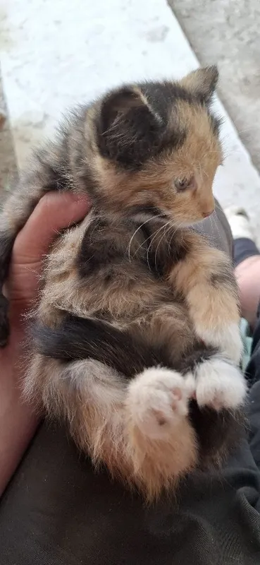 Отдам даром котят — фото 1